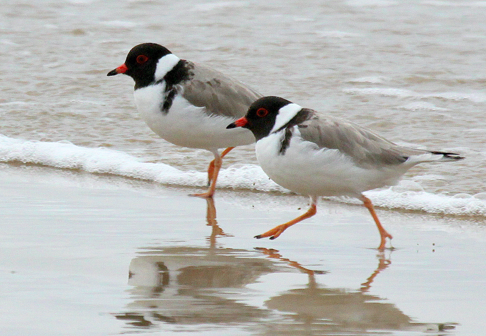 Hooded Plover