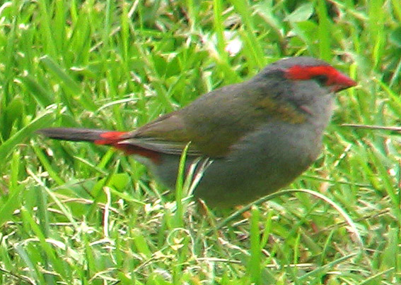 Red-browed Finch