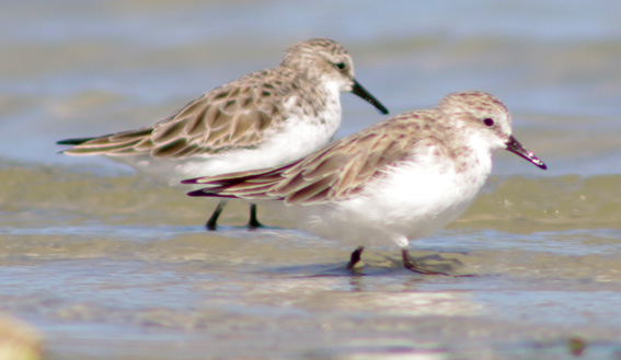 Red-necked Stint