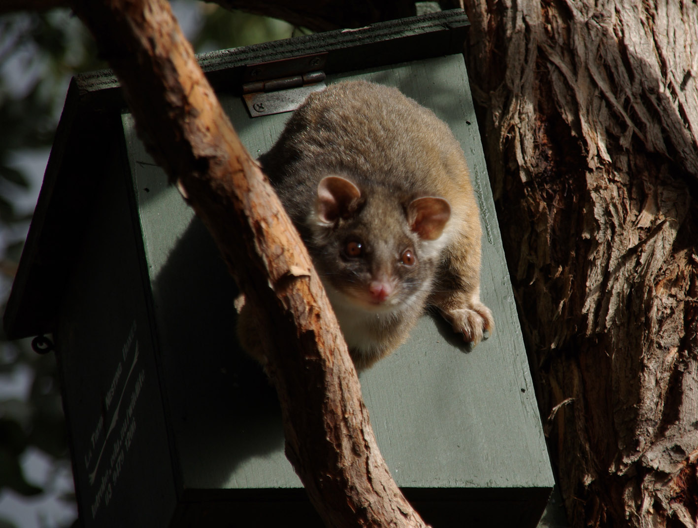 Common Ringtail Possum