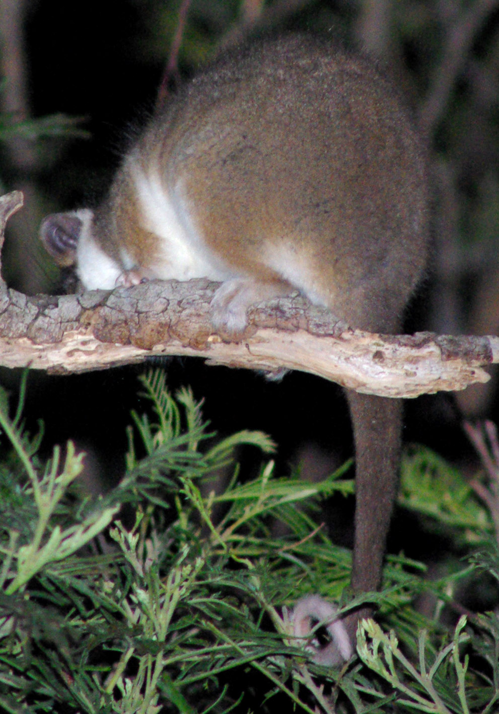 Common Ringtail Possum