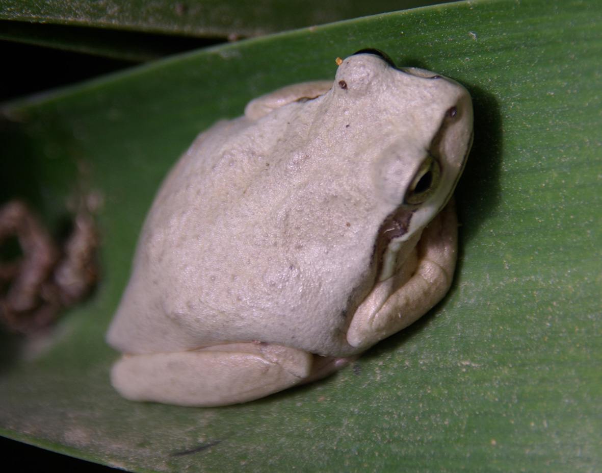 Southern Brown Tree Frog