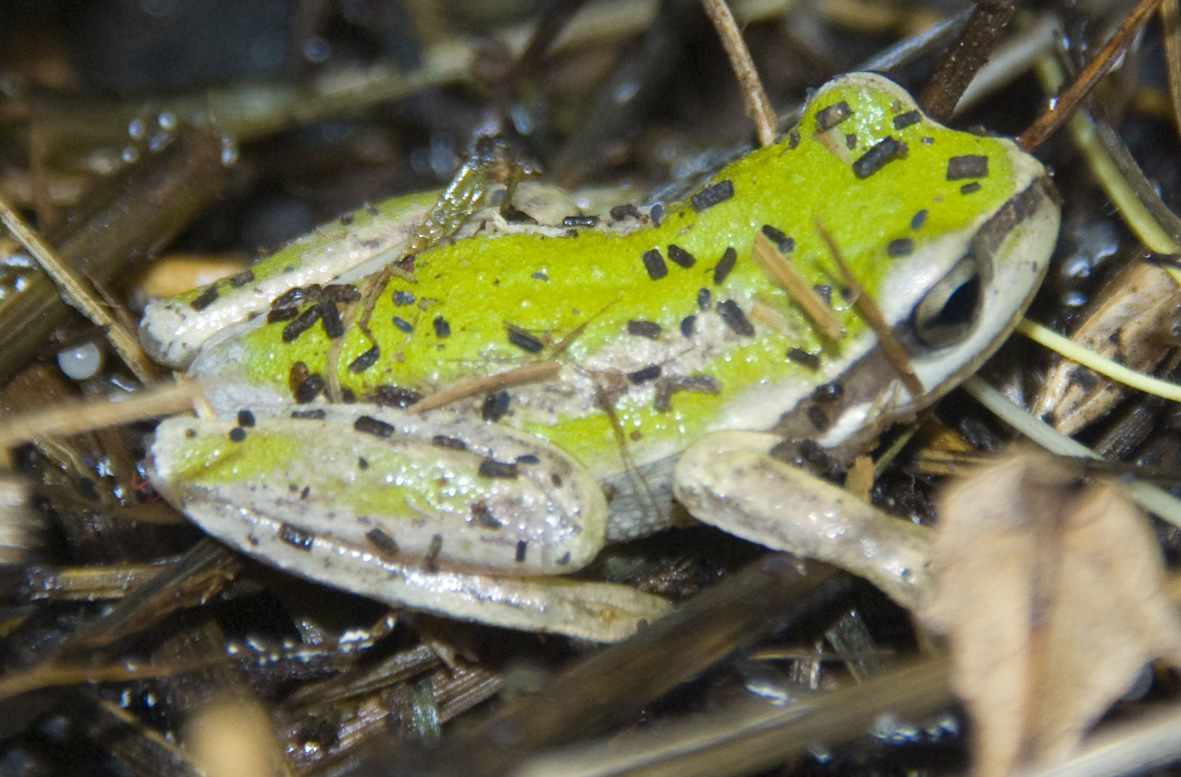 Southern Brown Tree Frog