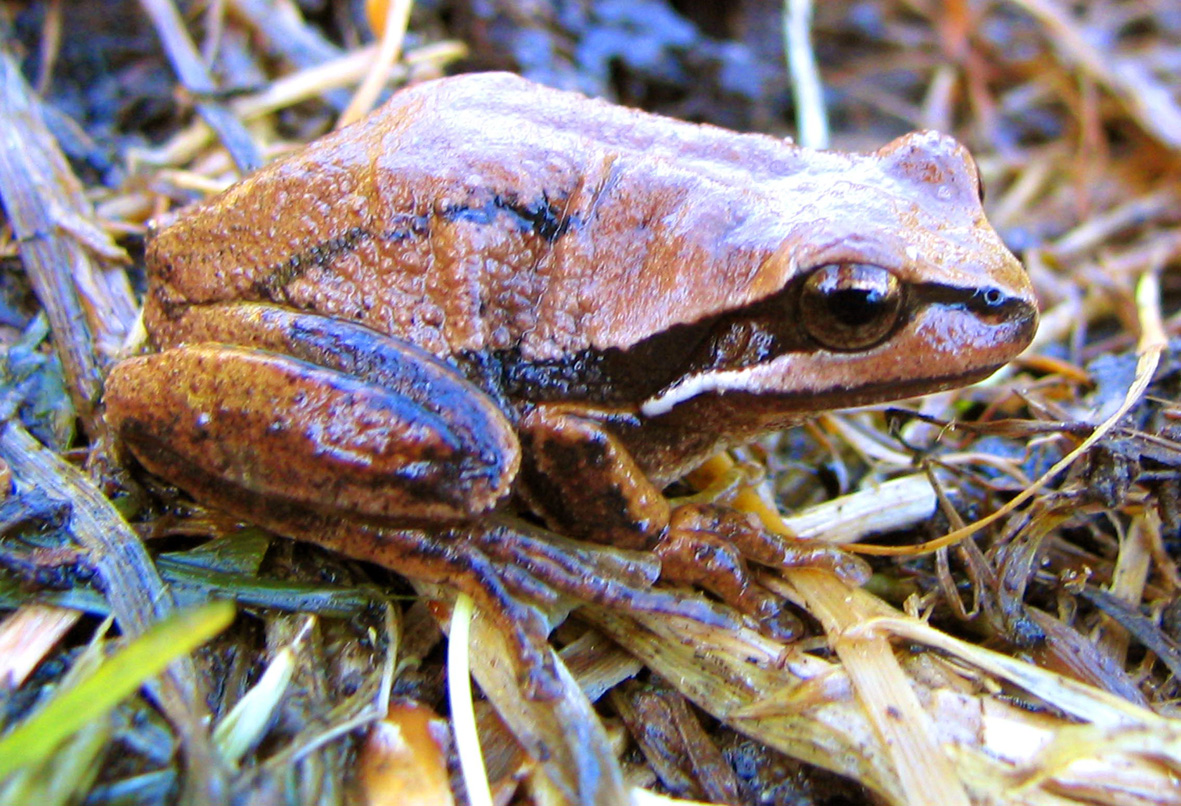 Southern Brown Tree Frog