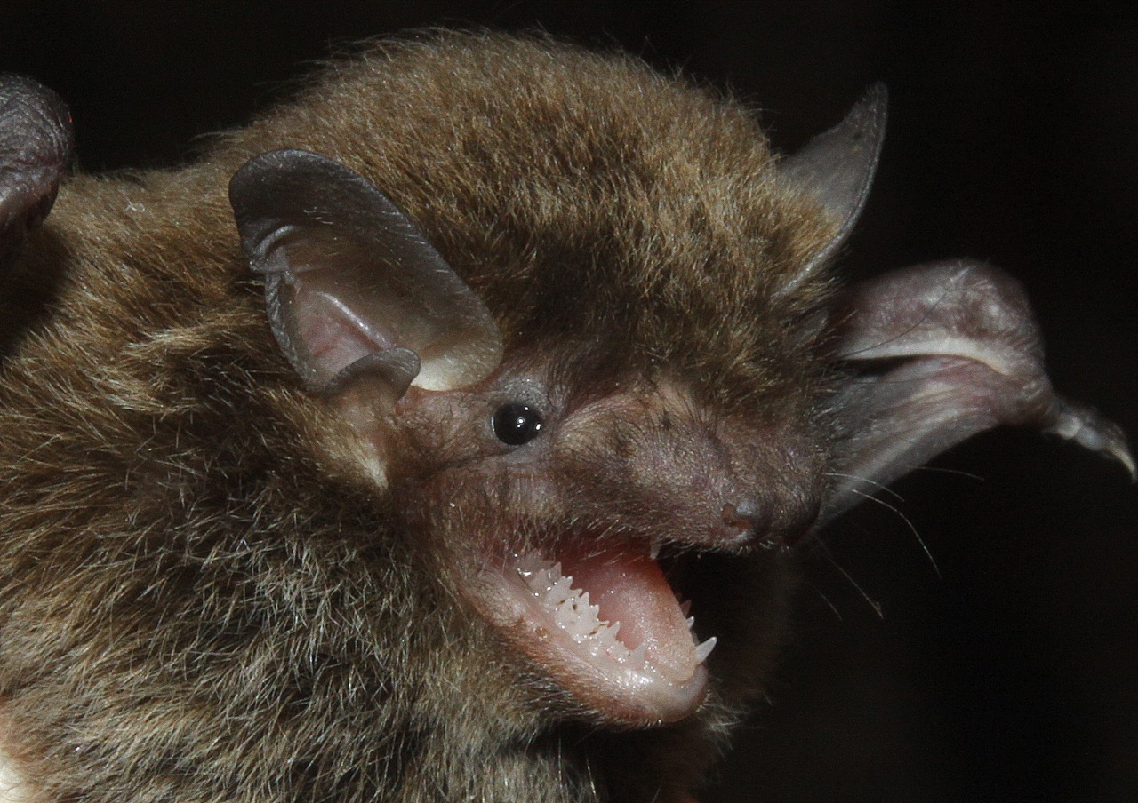 Little Forest Bat, Large Forest Bat and Southern Forest Bat