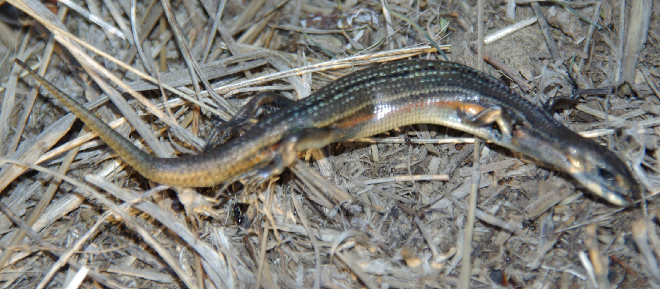 Southern Grass Skink