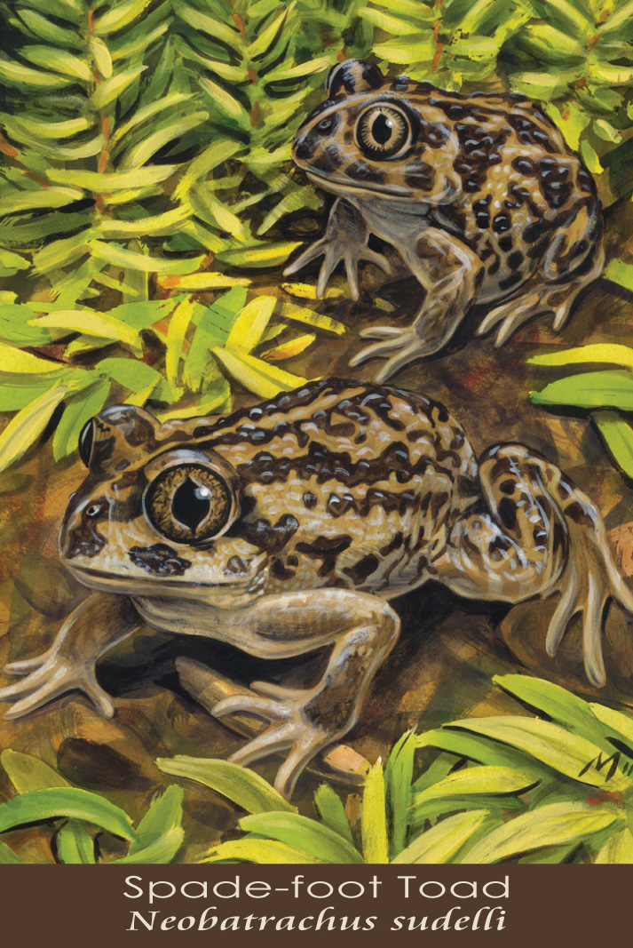 Spade-foot Toad