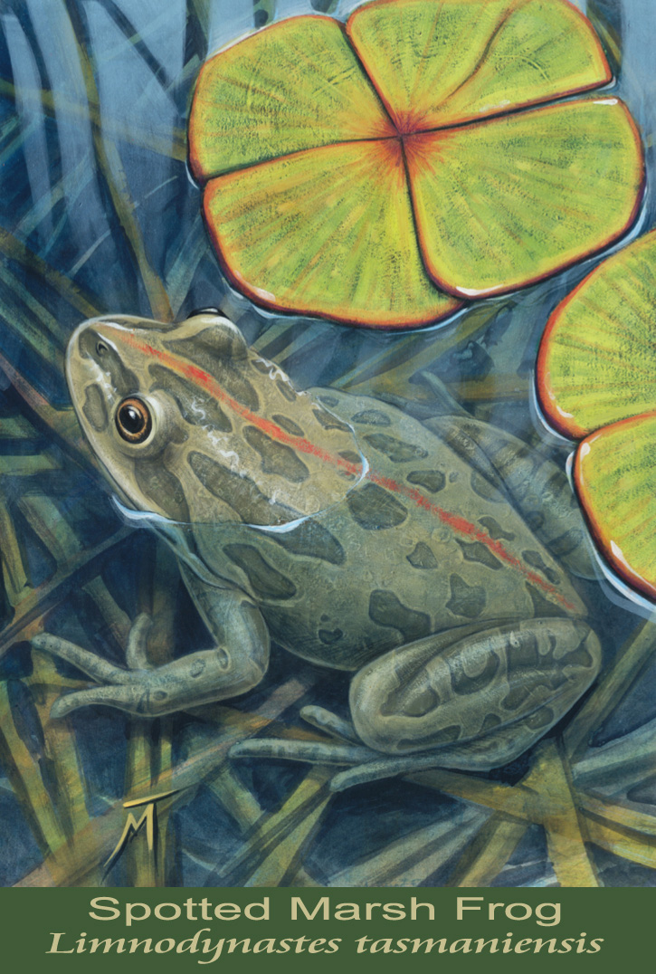 Spotted Marsh Frog