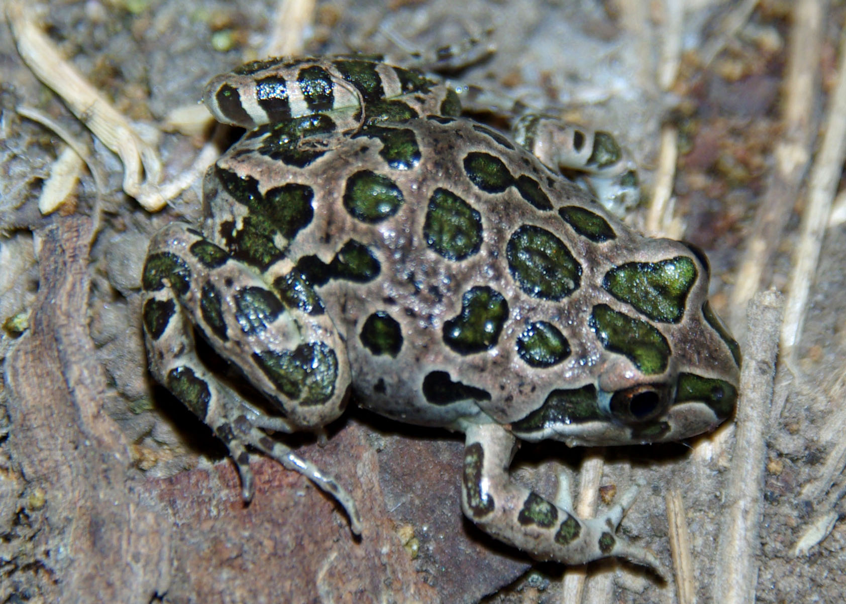 Spotted Marsh Frog