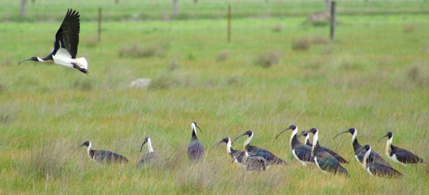 Straw-necked Ibis