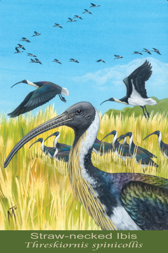 Straw-necked Ibis