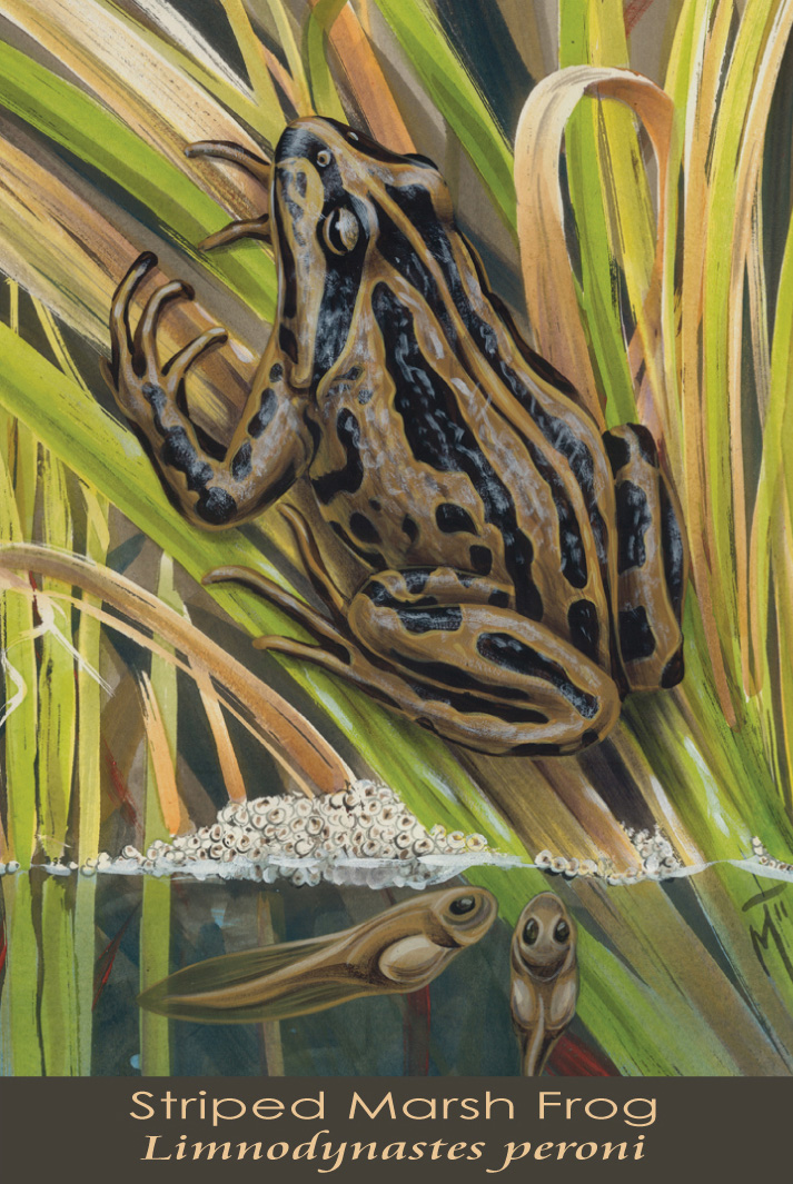 Striped Marsh Frog