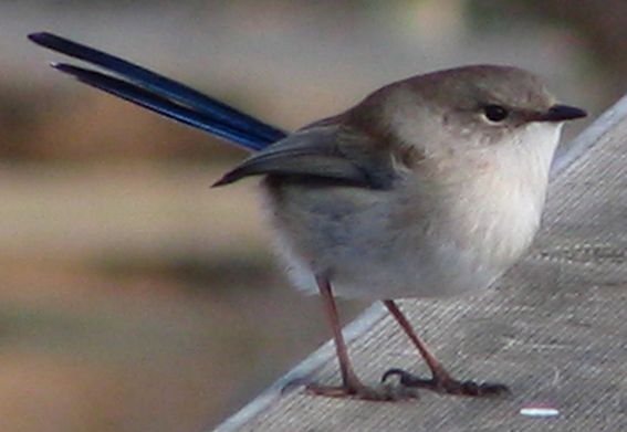 Superb Blue-wren