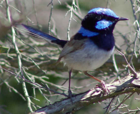 Superb Blue-wren