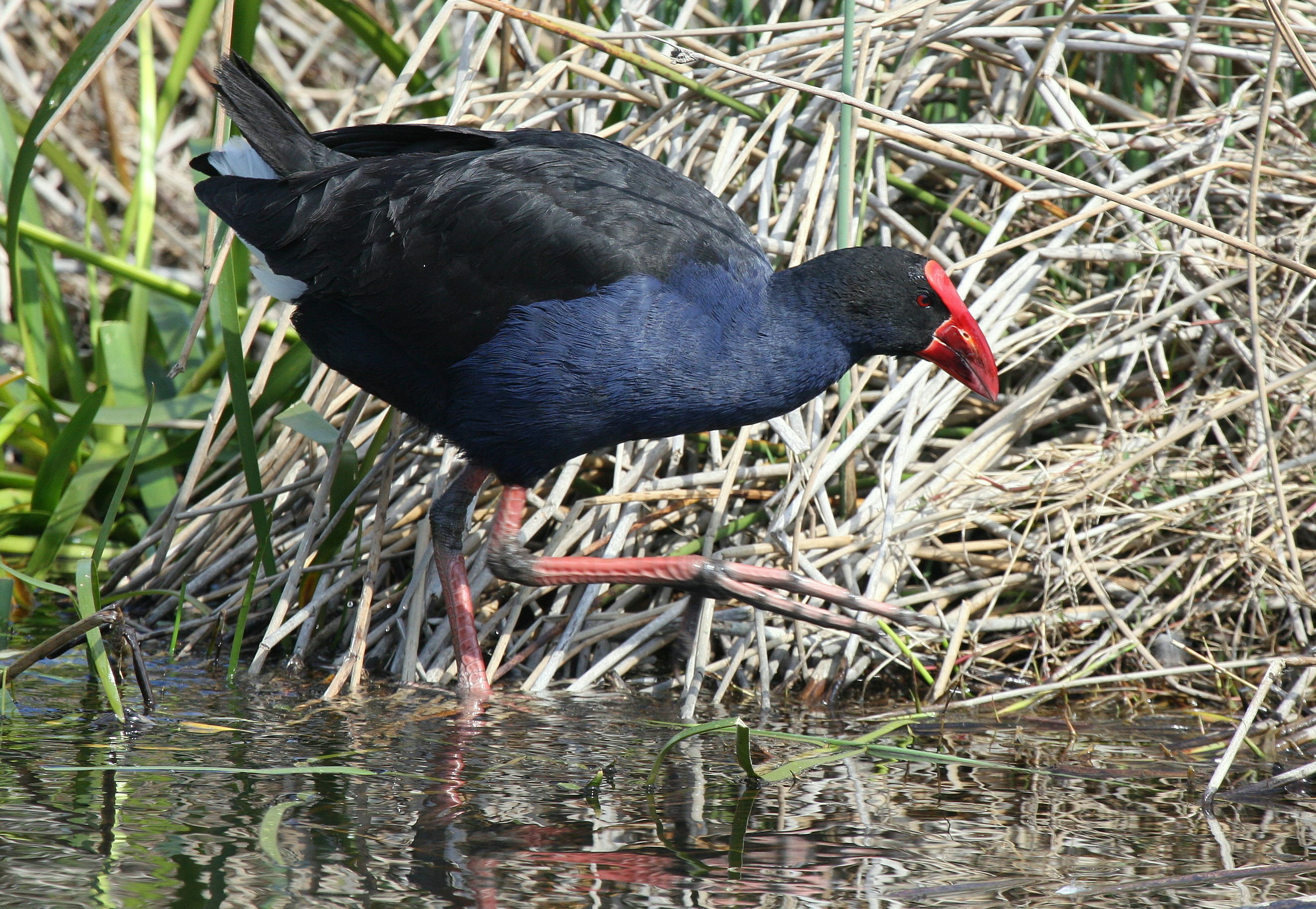 Purple Swamphen