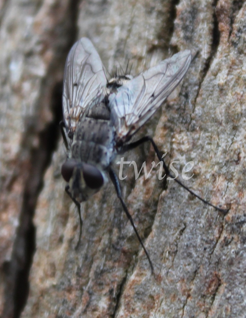 Tachinid Fly