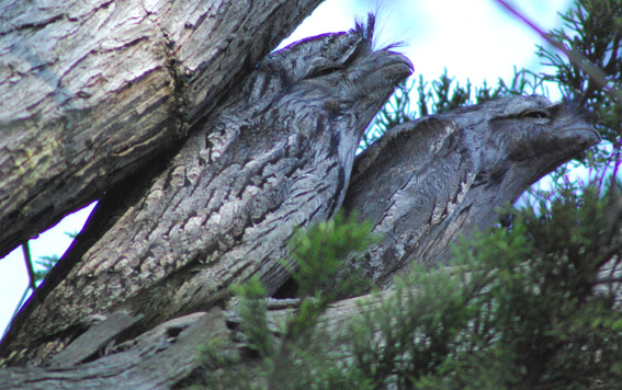 Tawny Frogmouth