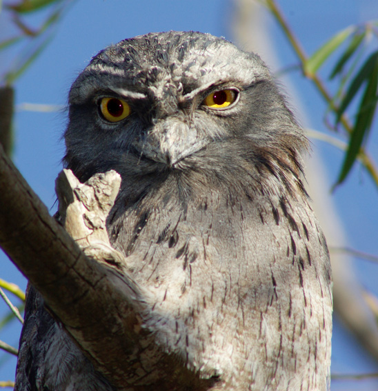 Tawny Frogmouth