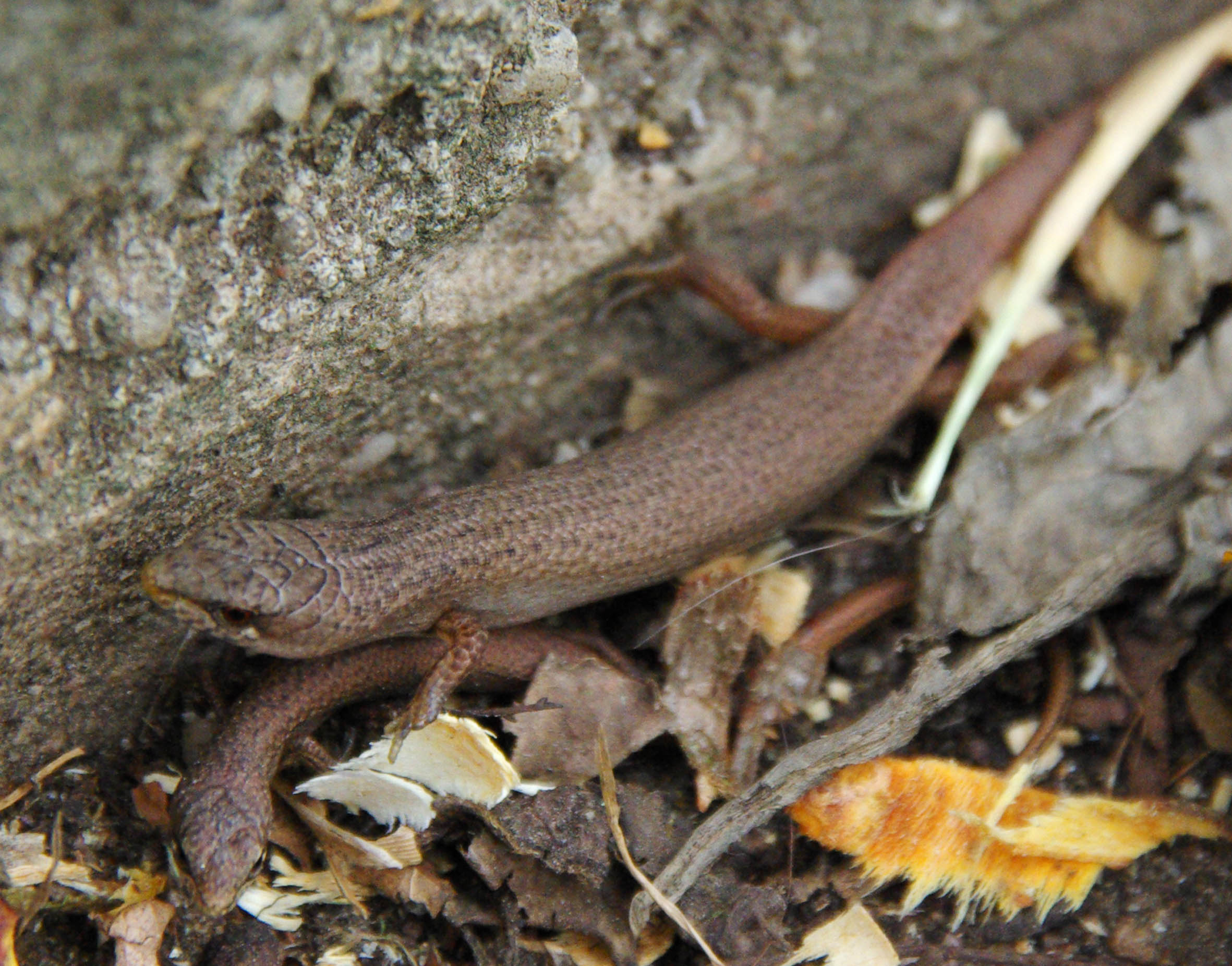 Weasel Skink