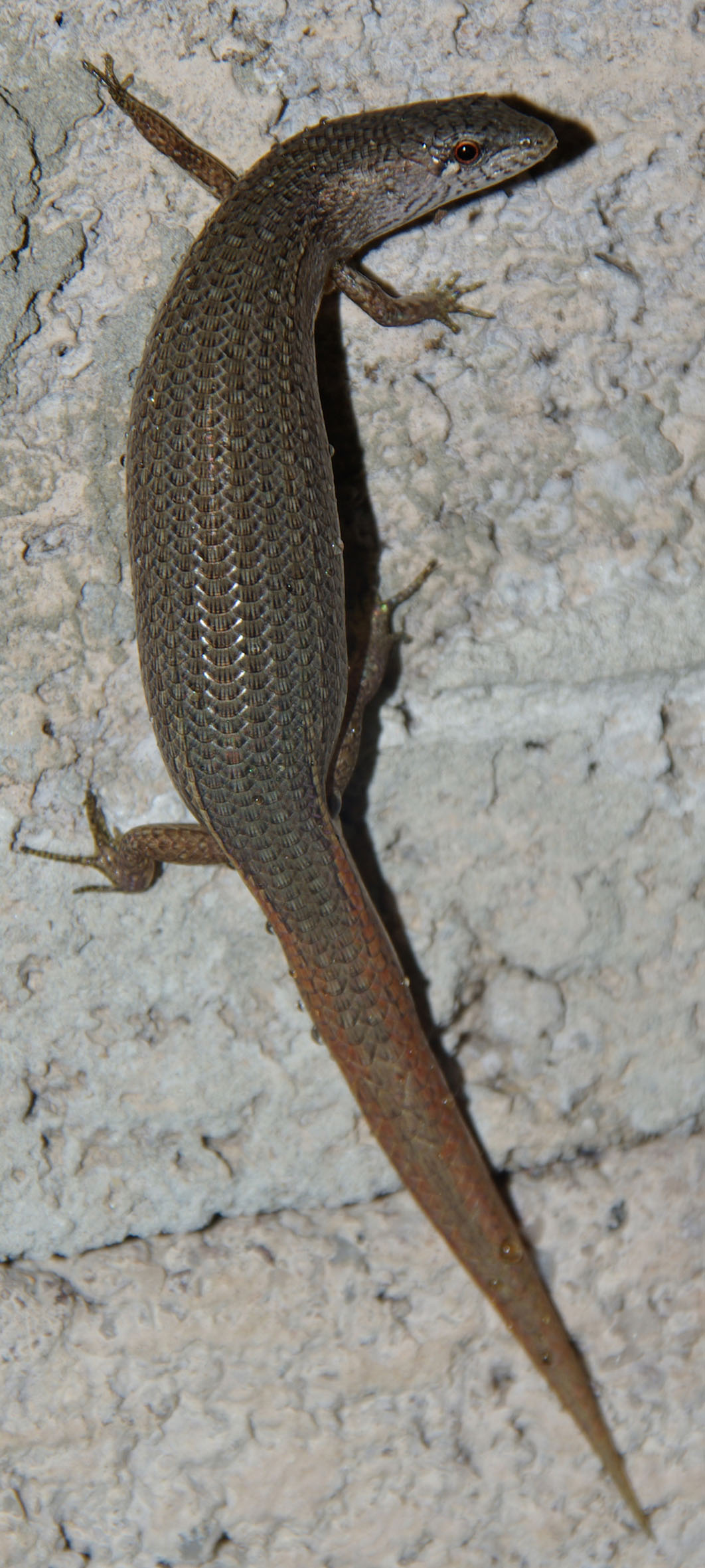 Weasel Skink