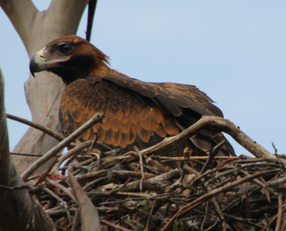 Wedge-tailed Eagle