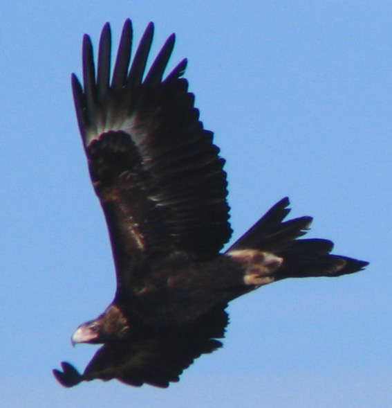 Wedge-tailed Eagle