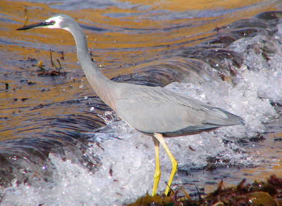 White-faced Heron