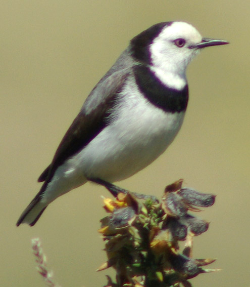 White-fronted Chat