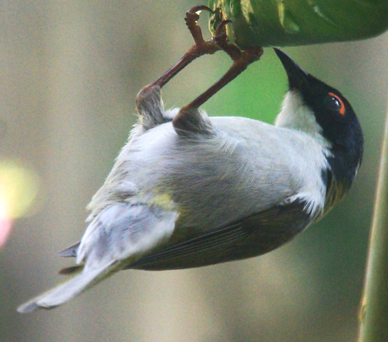 White-naped Honeyeater