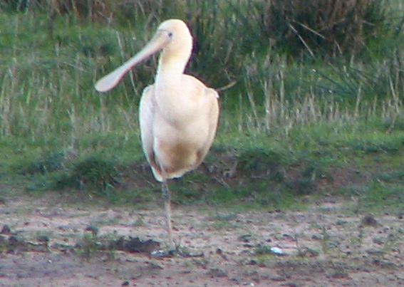 Yellow-billed Spoonbill