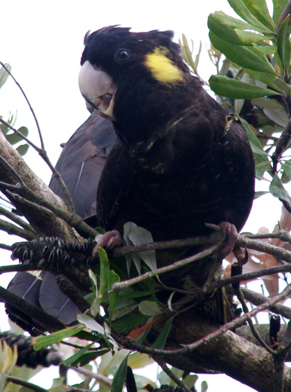 Yellow-tailed Black-cockatoo