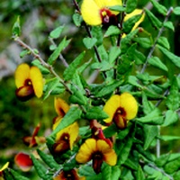 Showy Bossiaea