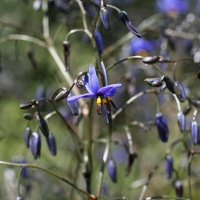 Coastal Flax-lily