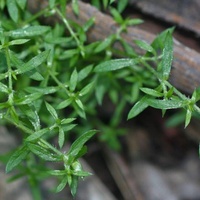 Prickly Starwort