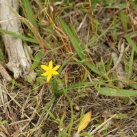 Golden Weather-grass