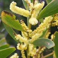 Coast Wattle