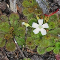 Scented Sundew