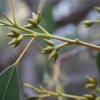 Anglesea Grey Gum