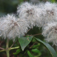 Old Man's Beard, Mountain Clematis