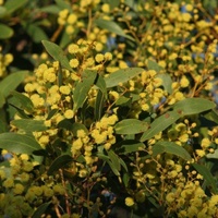 Golden Wattle