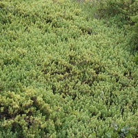 Coast Bone Fruit