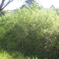 African Boxthorn