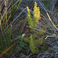 Spanish Heath