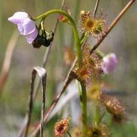 Tall Sundew