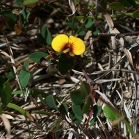 Creeping Bossiaea