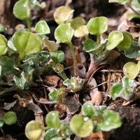 Spoon Cudweed