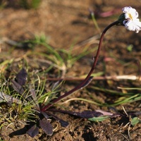 Wet-heath Daisy