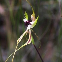 Mantis Orchid or Large Green-comb