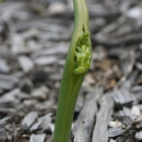 Common Onion Orchid