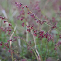 Common Raspwort